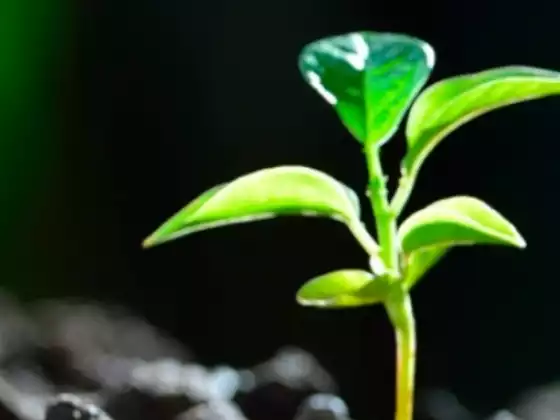 春季更新能量治疗和清洁