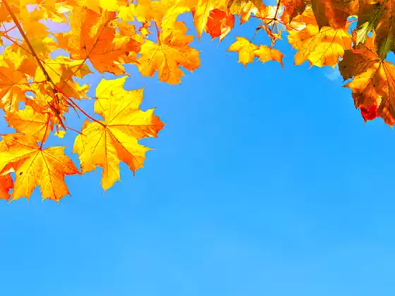 Yin Yoga pour la gratitude