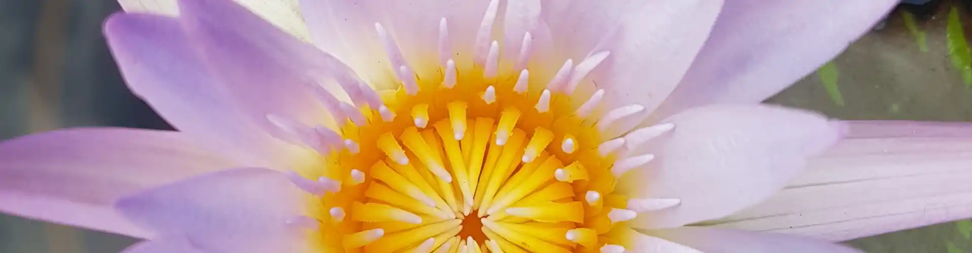 Il viaggio dei chakra: un'esplorazione del sistema dei chakra per la salute e la guarigione - Online Class by Megan Edge